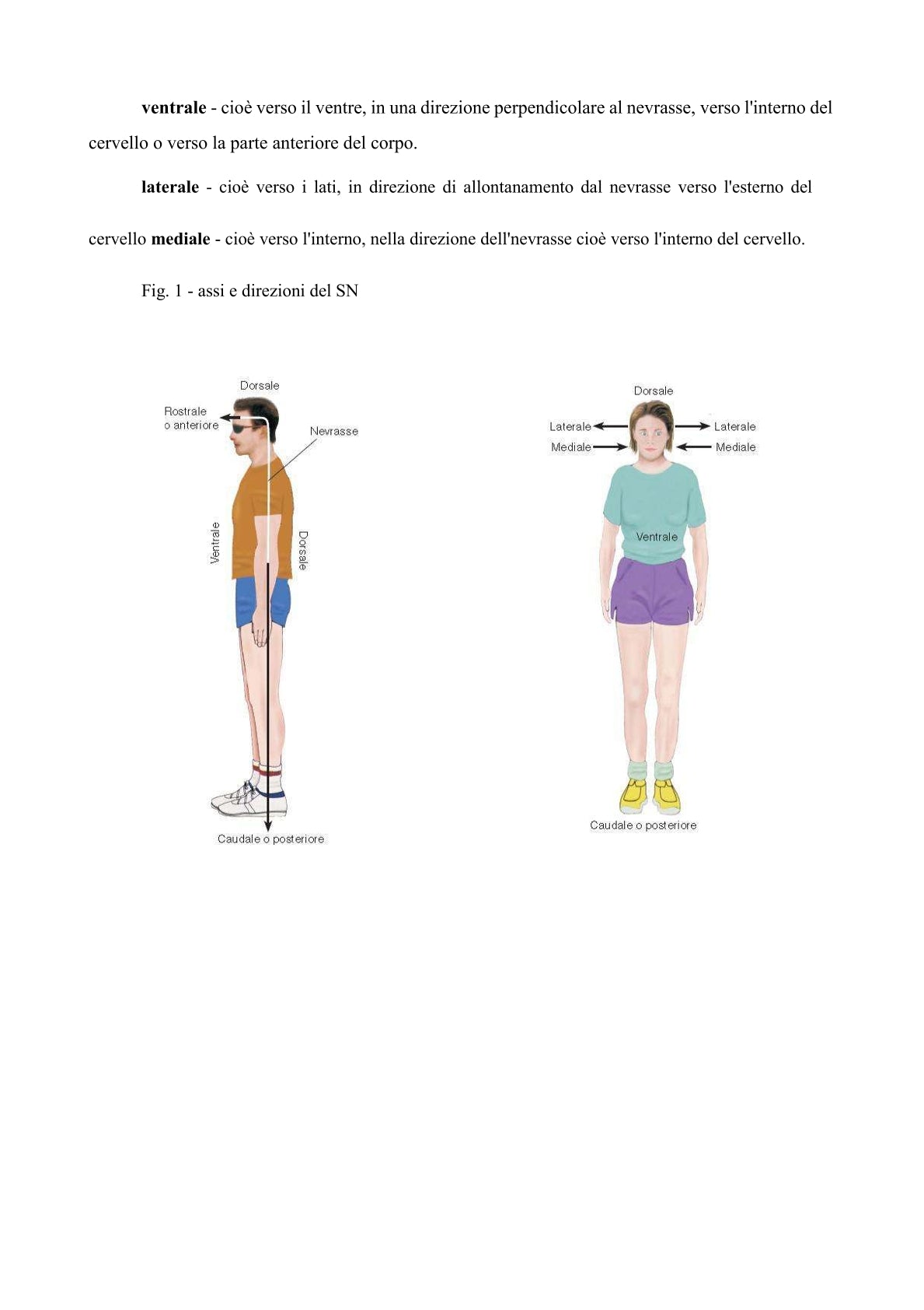 Fisiologia del Comportamento